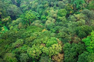 El objetivo general es contribuir a reducir la tasa de deforestación y las emisiones del CO2e.