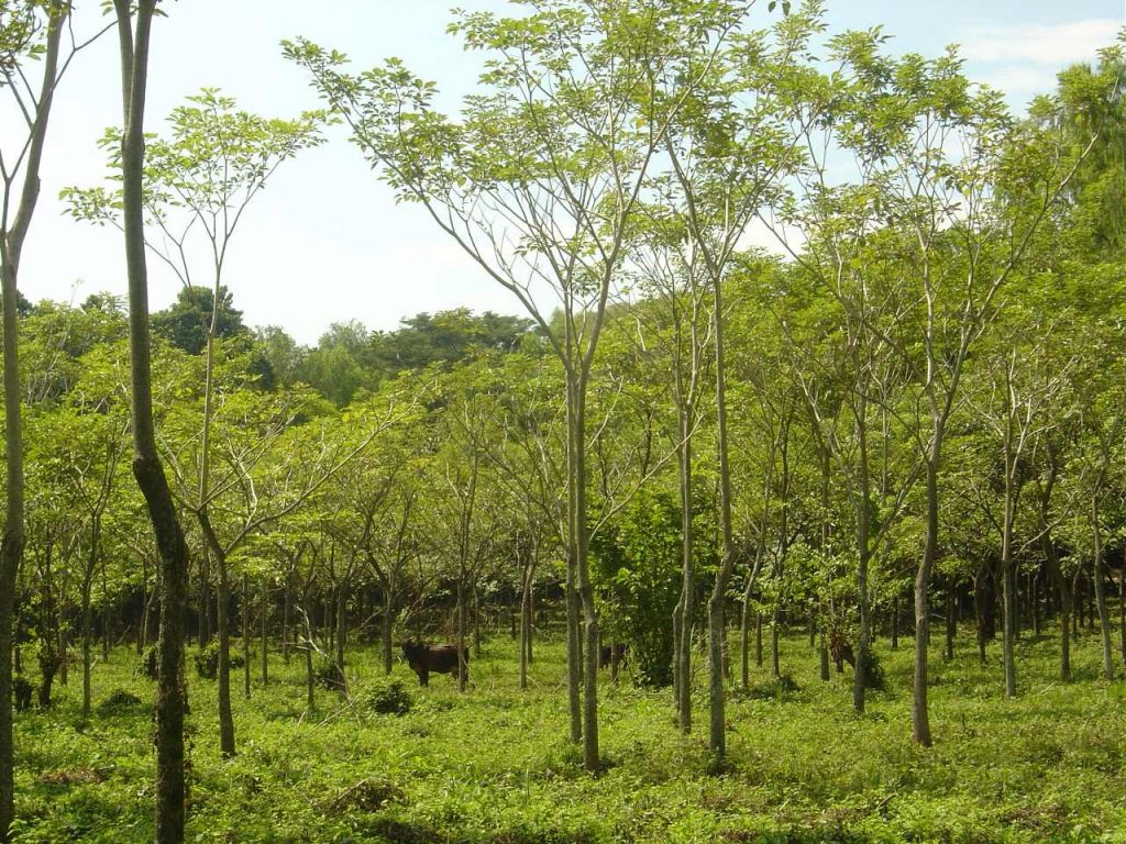 MINFIN realiza primer pago de Incentivos Forestales
